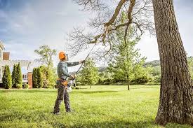 Best Organic Lawn Care Solutions  in Truckee, CA