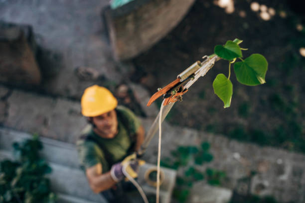 Best Tree Health Inspection  in Truckee, CA