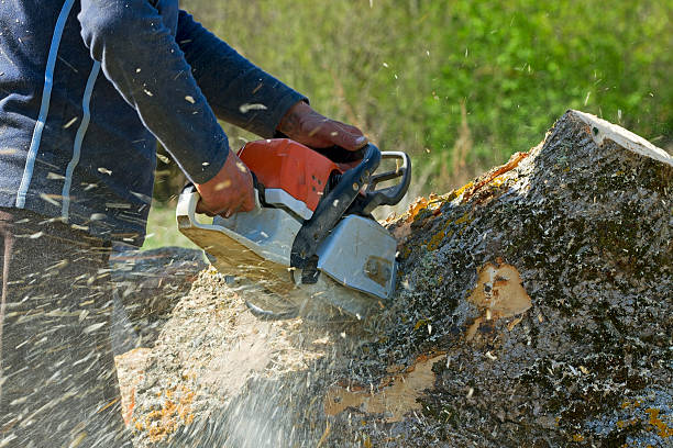 Best Fruit Tree Pruning  in Truckee, CA